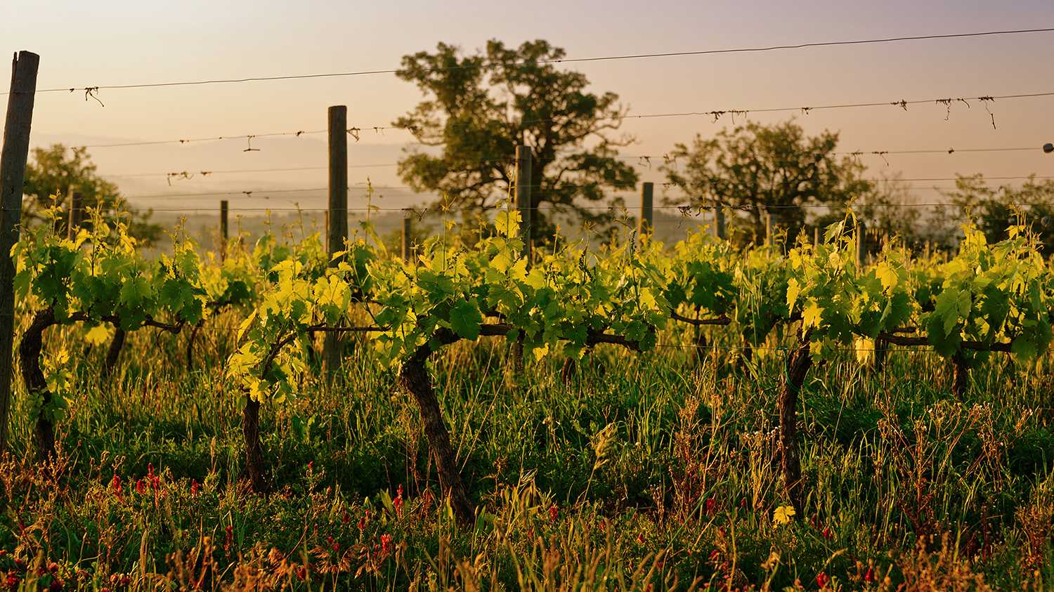 Il progetto terroir - vigna